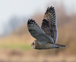 309A7664-DxO_Shorteared_Owl_profile-lsss.jpeg