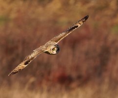 309A7812-DxO_Shorteared_OwlWings_out-lsss.jpeg