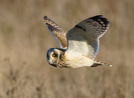 309A7975-DxO_Shorteared_Owl-lss.jpeg