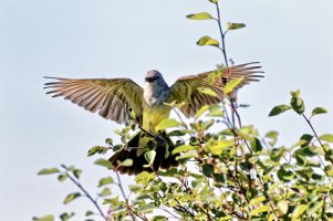 _36A6266_DxO copy-sharpen-topaz.jpg