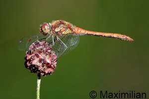 darter_vag_2023_09.JPG