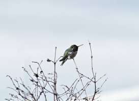 Hummingbird-topaz.jpg