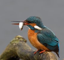 3Q7A7219-DxO_Female_kingfisher+fish_vvvvs.jpg
