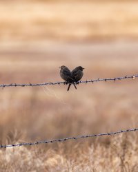 brown_headed_cowbird.jpg