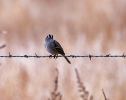 white_crowned_sparrow.jpg