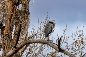 great_blue_heron1.jpg