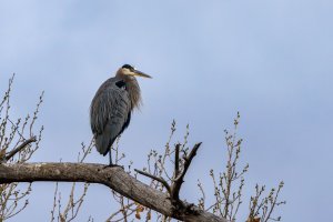 great_blue_heron2.jpg