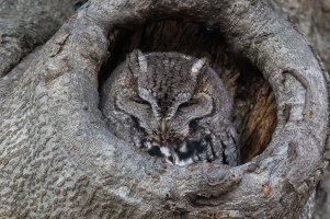 Eastern Screech Owl (gray morph) 2023-102.jpg