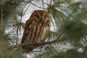 Eastern Screech Owl (red morph) 2023-100.jpg