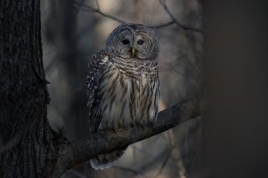 Barred Owl (adult-fall) 2023-101.jpg