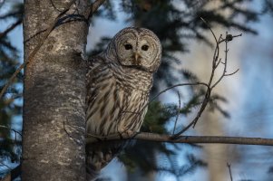 Barred Owl (adult-fall) 2023-102.jpg