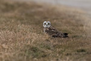 Short-eared Owl (adult-fall) 2023-100.jpg