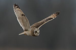 Short-eared Owl (adult-fall) 2023-108.jpg