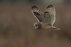 Short-eared Owl (adult-fall) 2023-110.jpg