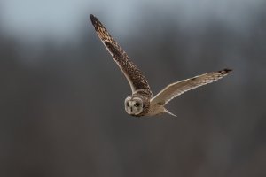 Short-eared Owl (adult-fall) 2023-112.jpg