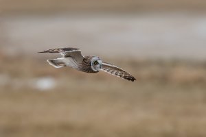 Short-eared Owl (adult-fall) 2023-120.jpg