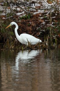 Egret_2023_13.JPG