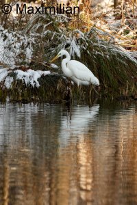 Egret_2023_14.JPG
