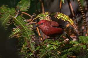 Apapane (adult-fall) 2023-100.jpg