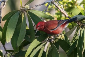 Apapane (adult-fall) 2023-101.jpg