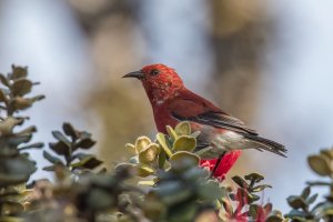 Apapane (adult-fall) 2023-107.jpg