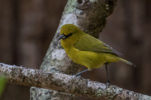 Hawaii Amakihi (adult) 2023-100.jpg