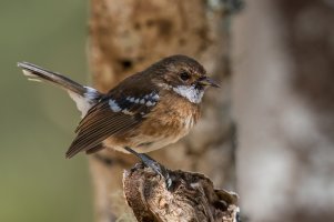 Hawaii Elepaio (adult-fall) 2023-100.jpg