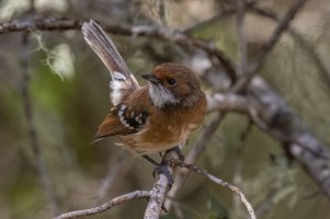 Hawaii Elepaio (adult-fall) 2023-103.jpg