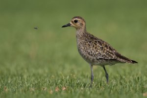 Pacific Golden-Plover (adult-fall) 2023-103.jpg