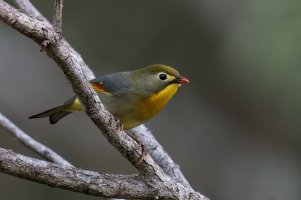 Red-billed Leiothrix (adult-fall) 2023-101.jpg
