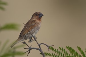 Scaly-breasted Munia (adult-fall) 2023-102.jpg