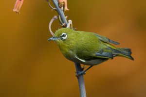 Warbling White-eye (adult-fall) 2023-100.jpg