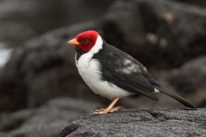 Yellow-billed Cardinal (adult-fall) 2023-100.jpg