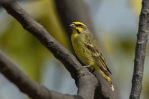 Yellow-fronted Canary (adult-fall) 2023-100.jpg