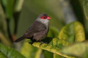 Common Waxbill (adult-fall) 2023-114.jpg