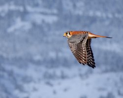 RFIV1401-Enhanced-NR-Edit B.jpg