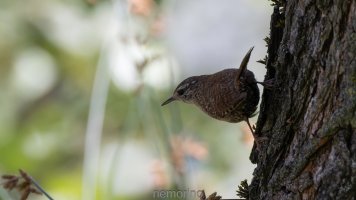 wren in the shadow.jpg