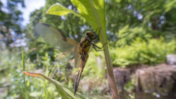 libelle15.jpg