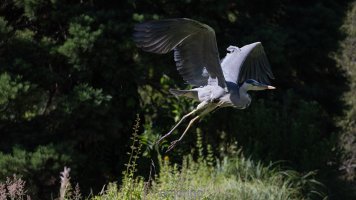 heron 100mm.jpg