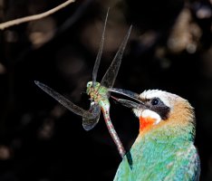 2B4A2456-DxO_Whitefronted_Beeeater+dragonfly_cv-ls-sf.jpeg