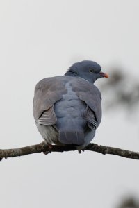 100-500+1.4 700mm.jpg