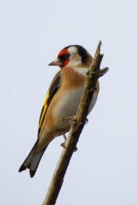 200-800+1.4 1120mm.jpg