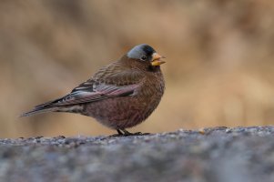 Gray-crowned Rosy-Finch (adult-winter) 2023-100.jpg