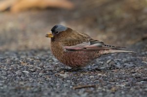 Gray-crowned Rosy-Finch (adult-winter) 2023-103.jpg