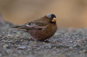 Gray-crowned Rosy-Finch (adult-winter) 2023-110.jpg