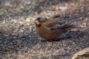 Gray-crowned Rosy-Finch (adult-winter) 2023-101.jpg
