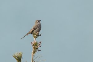 Townsend's Solitaire (adult-winter) 2023-100.jpg