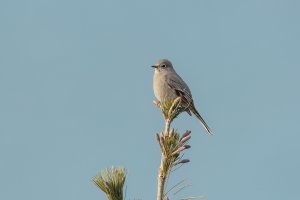 Townsend's Solitaire (adult-winter) 2023-101.jpg