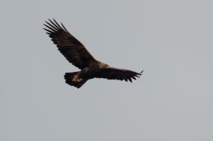 Golden Eagle (adult-winter) 2023-100.jpg