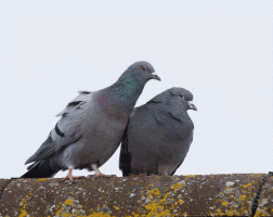 Lovey_Dovey_Pigeons.gif